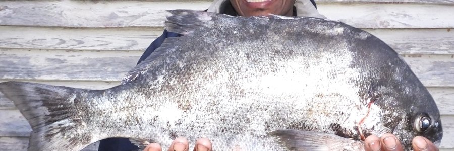 So  net voor die langnaweek het Daniël Jacobs hengelaars gewys daar is nog mooi galjoen te vang. Hy het hierdie knewel van 2,5 kg Saterdag met wonderwurm en 'n nr 2 hoek by Brandfontein gevang.